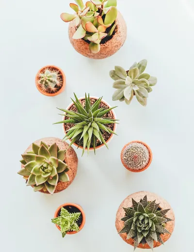 Assorted Indoor Succulents