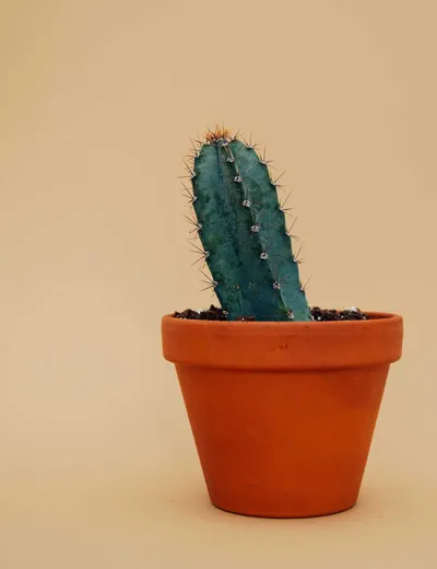 Spiky Cactus